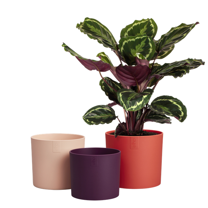 lex pott set 14cm rouge corail